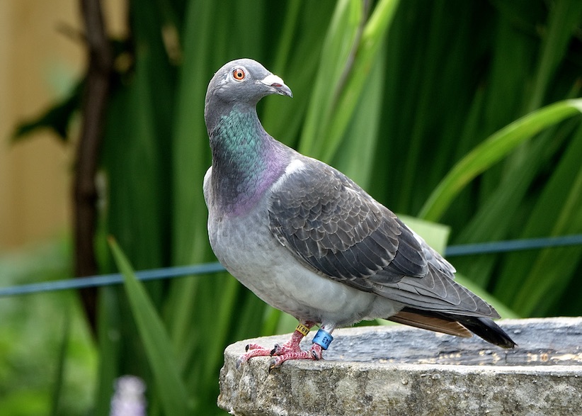 racing pigeon
